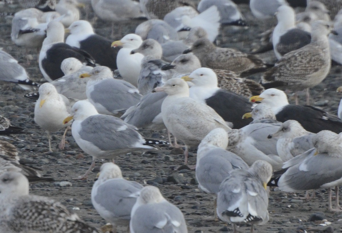 Glaucous Gull - ML137173451