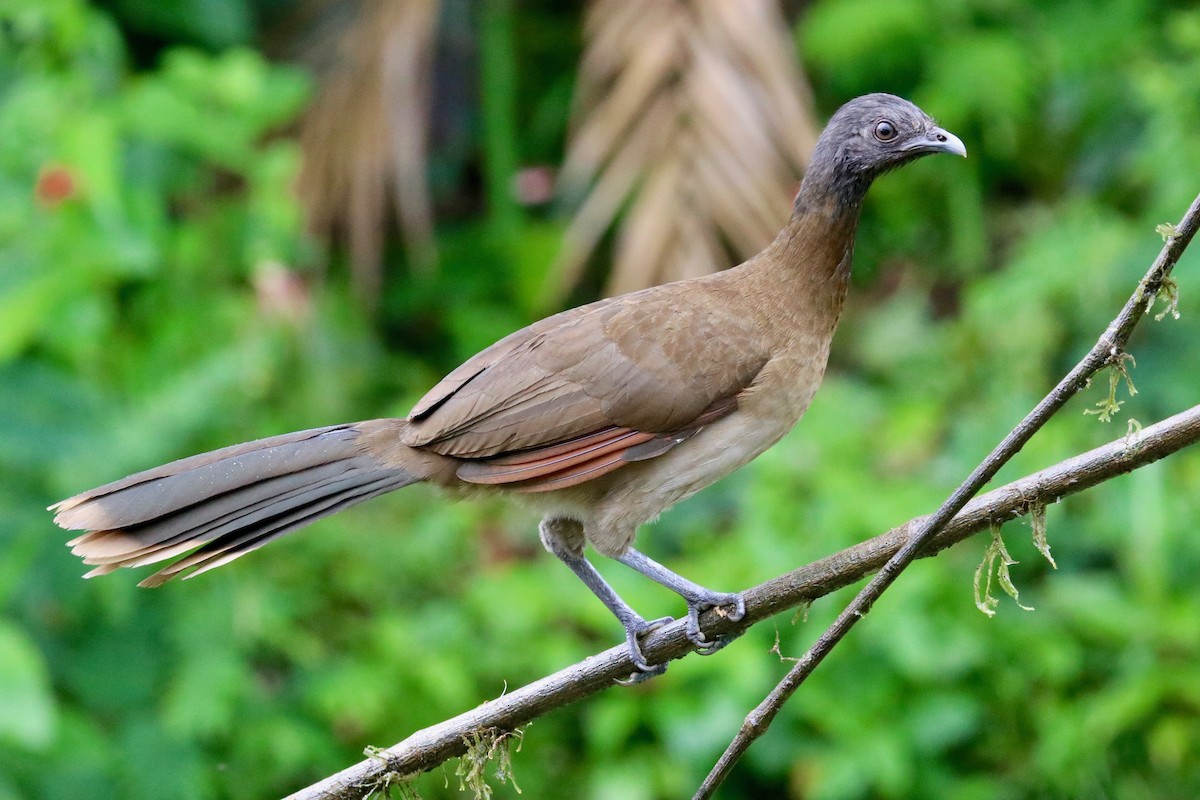 Gray-headed Chachalaca - Robbin Mallett