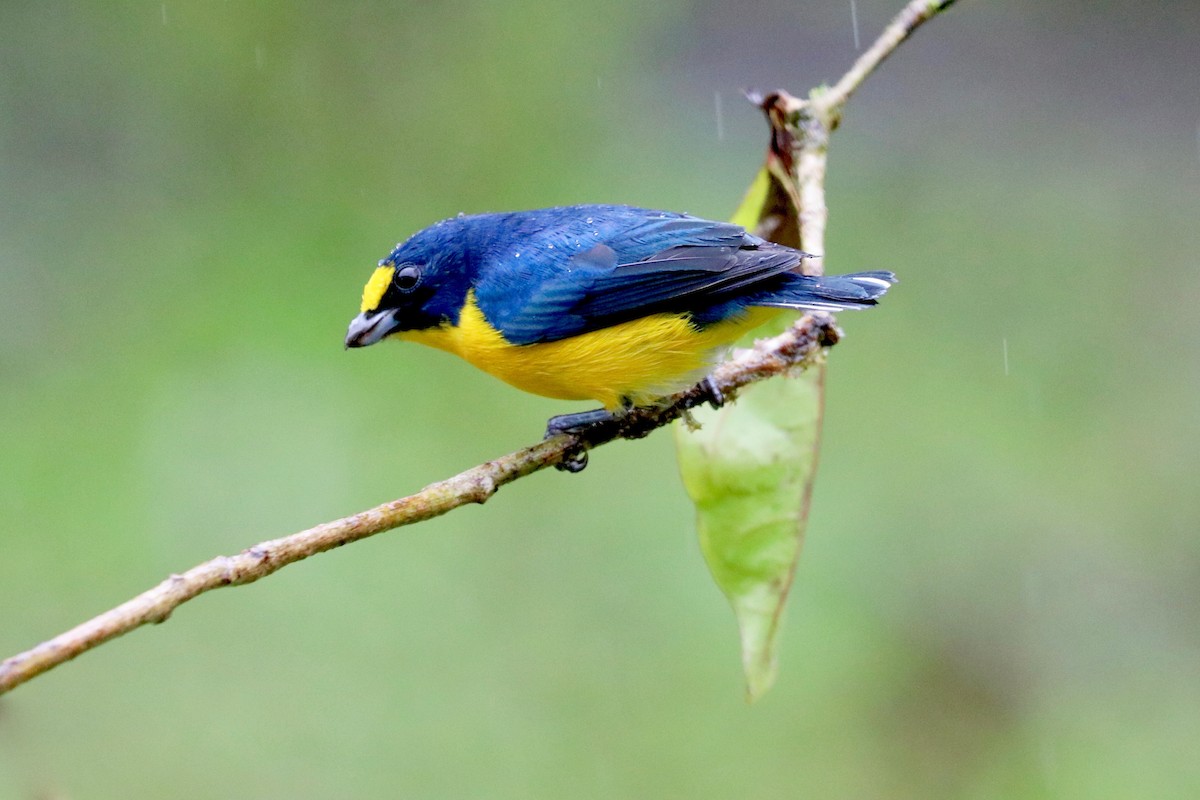 Yellow-throated Euphonia - Robbin Mallett