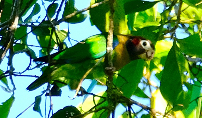 Brown-hooded Parrot - ML137176321