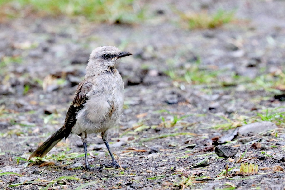 Tropical Mockingbird - Robbin Mallett