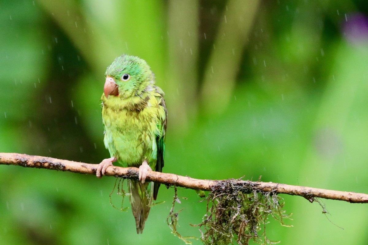 Orange-chinned Parakeet - Robbin Mallett