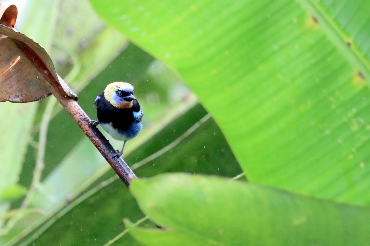 Golden-hooded Tanager - ML137176781