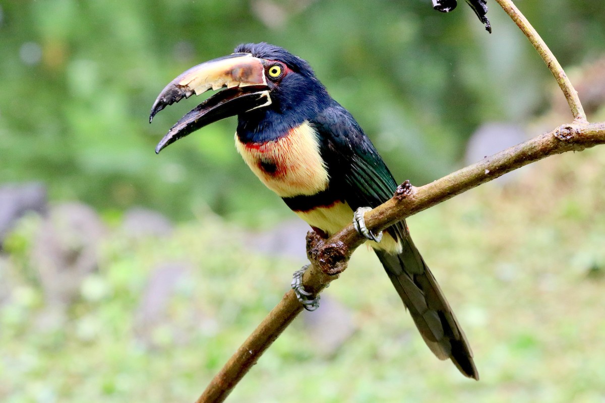 Collared Aracari - ML137176861