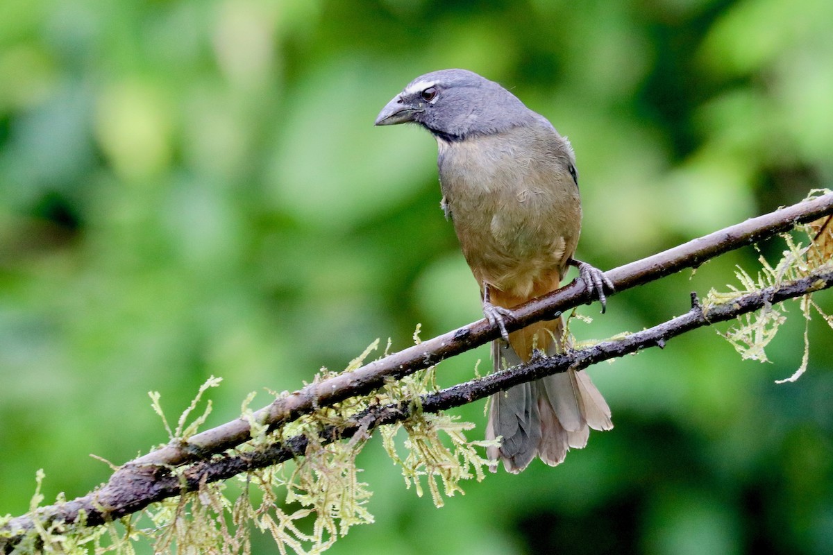 Cinnamon-bellied Saltator - ML137176911