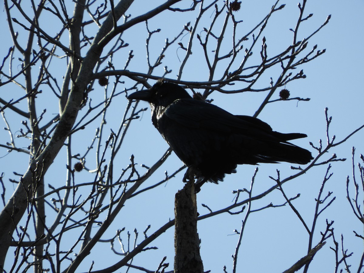 Common Raven - Kevin Cronin
