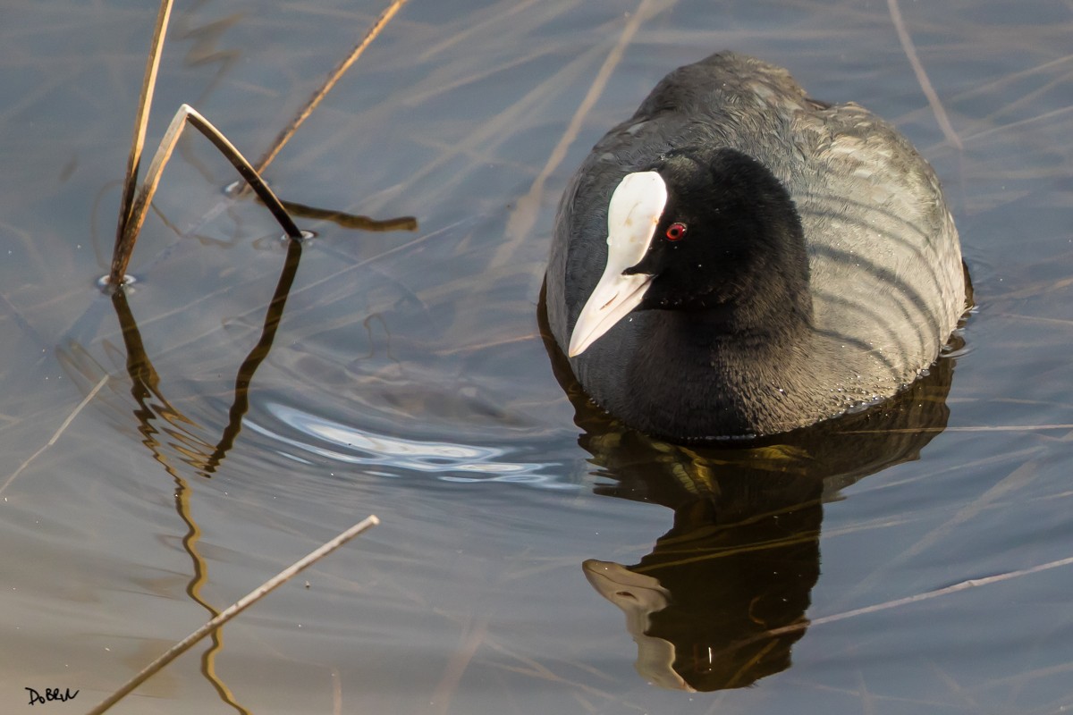 Eurasian Coot - Dobrin Botev