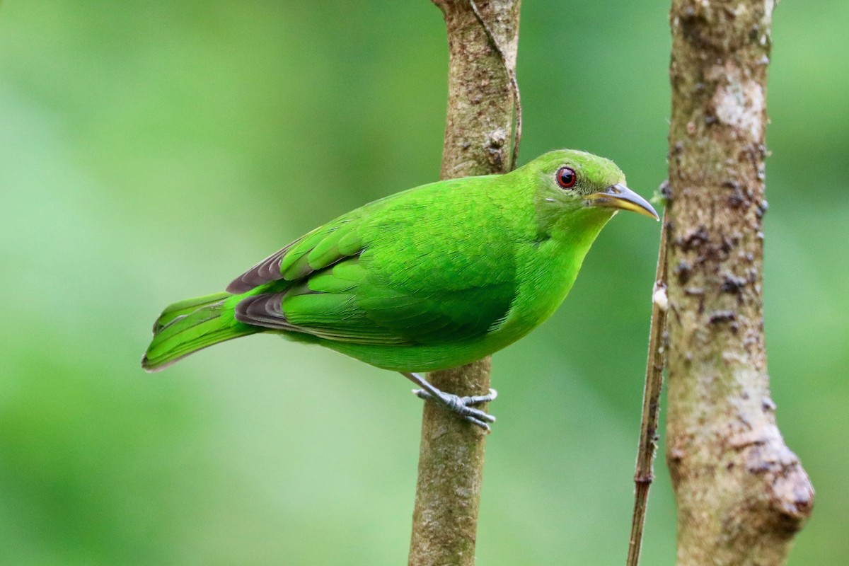 Green Honeycreeper - ML137178491