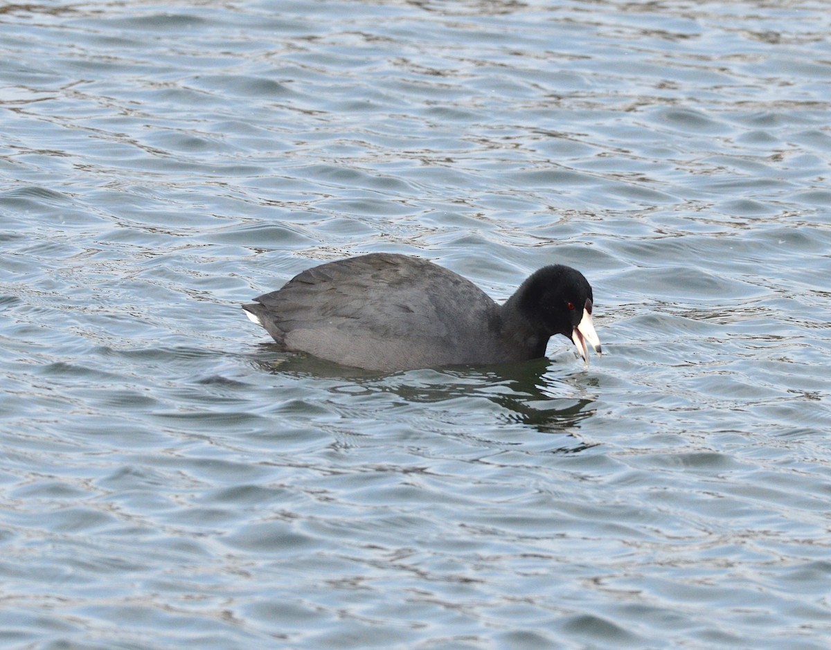 American Coot - ML137179031