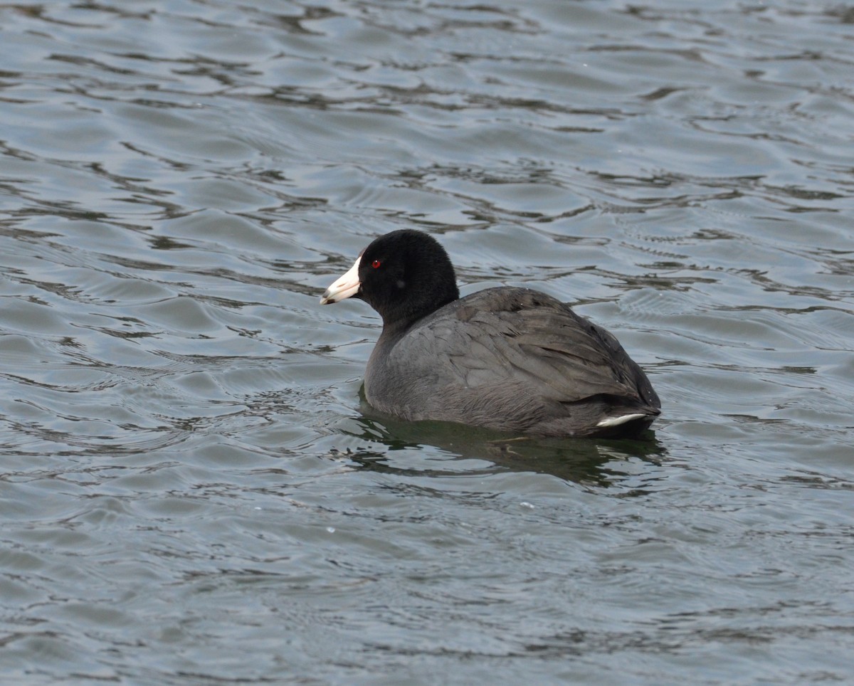 American Coot - ML137179041