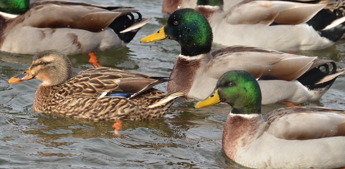 Canard colvert - ML137179141