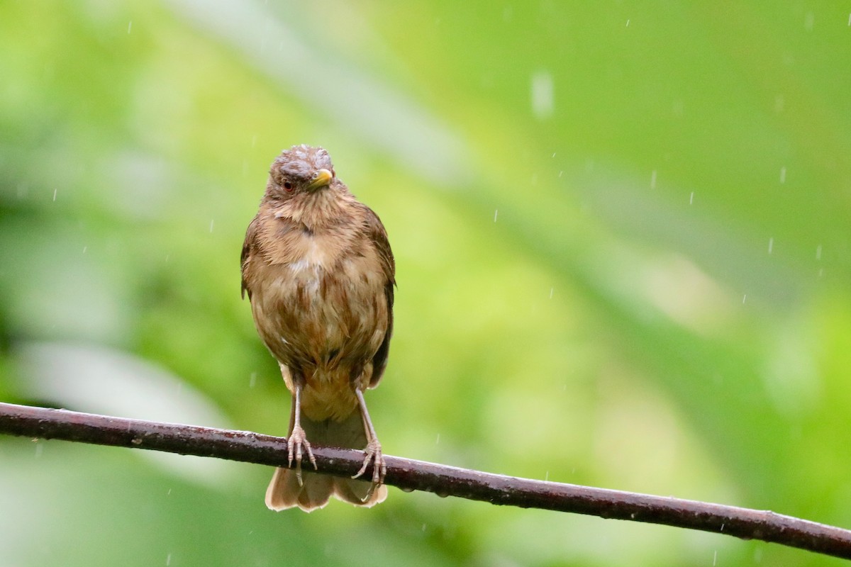 Clay-colored Thrush - ML137179551