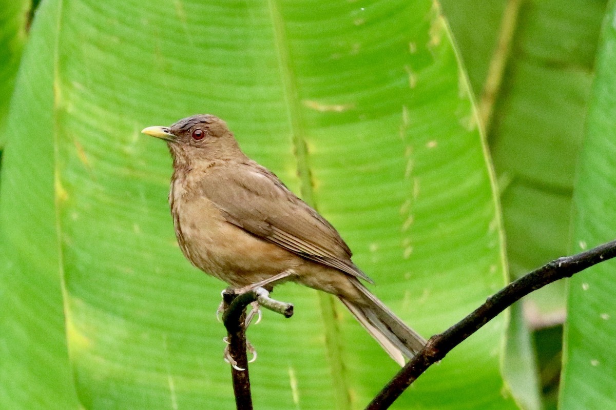 Clay-colored Thrush - ML137182191