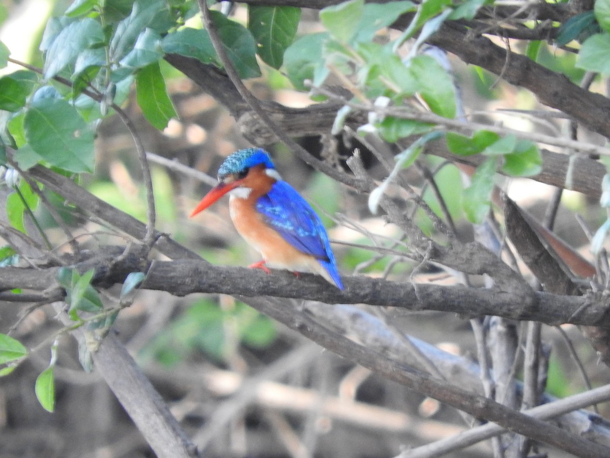 Malachite Kingfisher - ML137182331