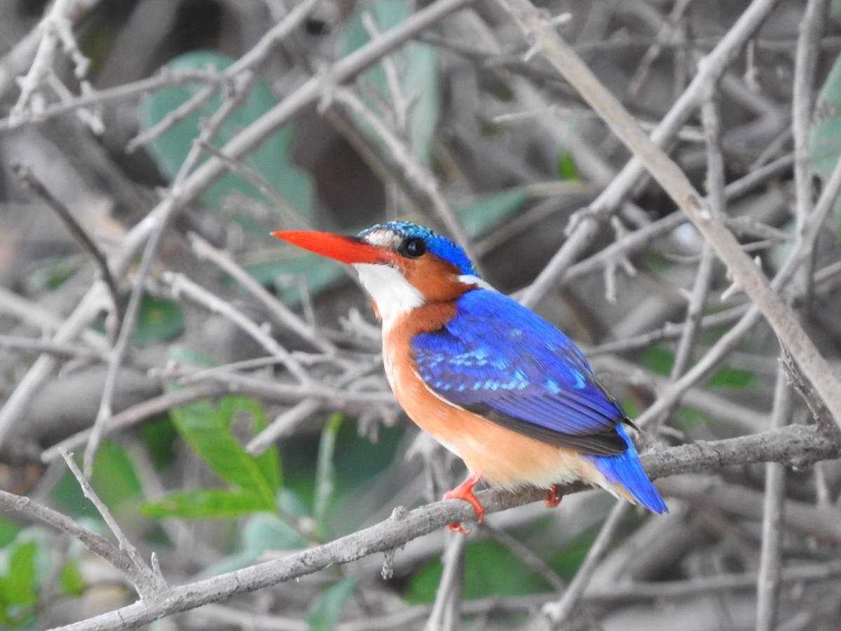 Malachite Kingfisher - River Ahlquist