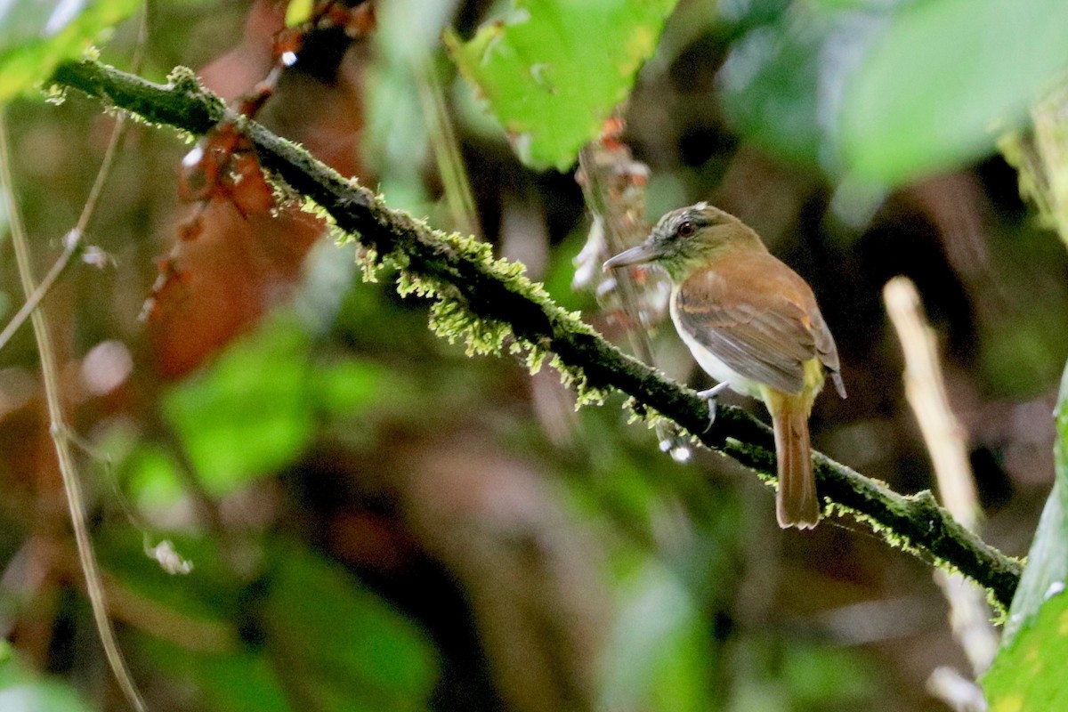 Bright-rumped Attila - ML137183501