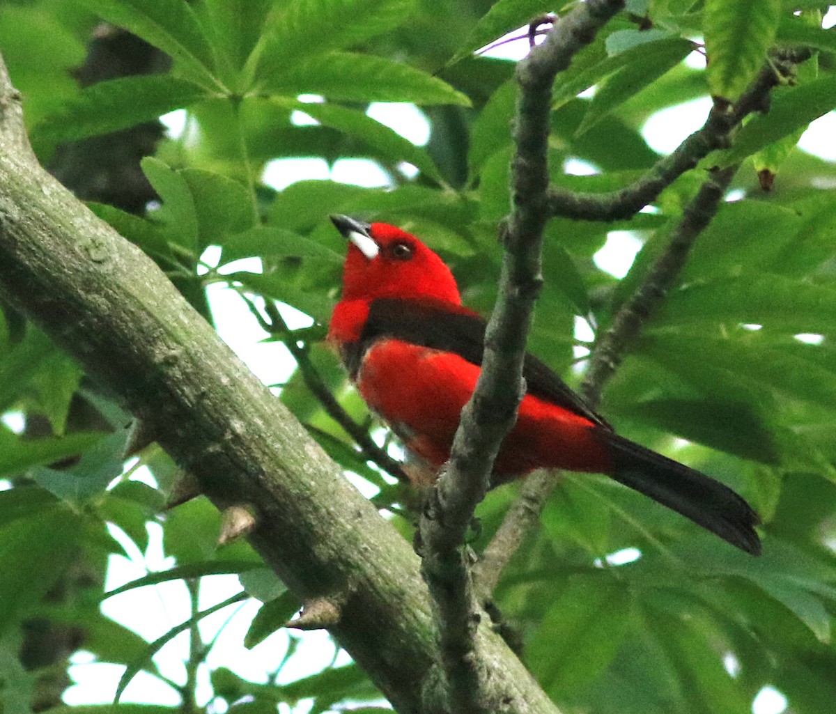 Brazilian Tanager - ML137183981