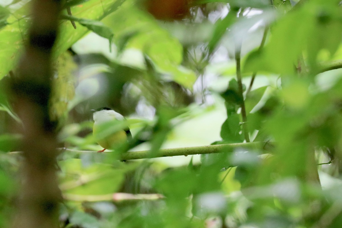 White-collared Manakin - Robbin Mallett