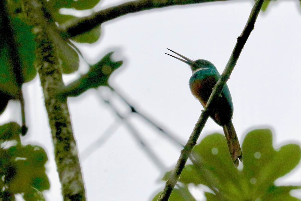 Rufous-tailed Jacamar - ML137185401