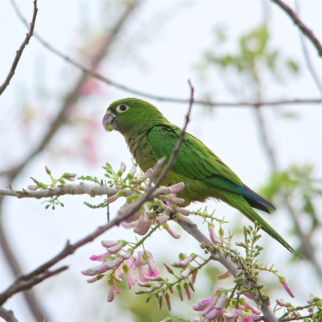 Olive-throated Parakeet - ML137185591