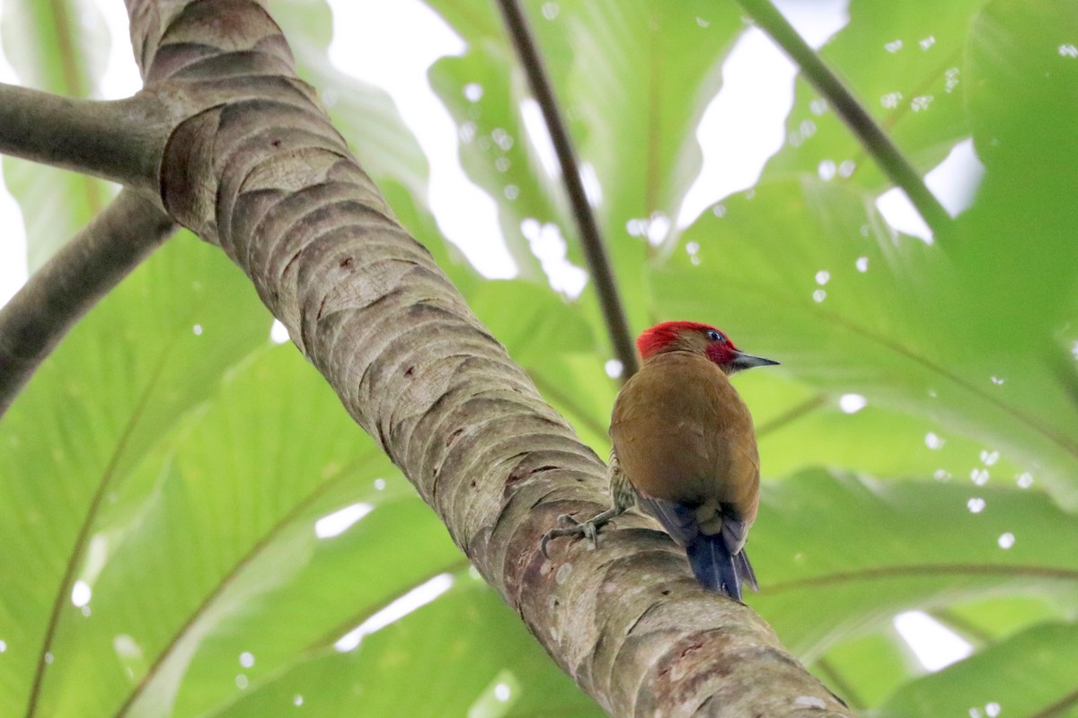 Rufous-winged Woodpecker - ML137185691