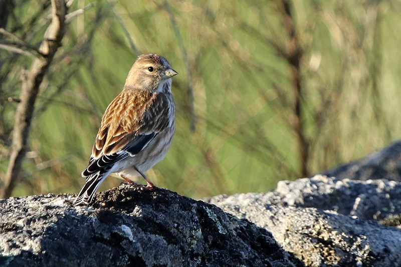 Eurasian Linnet - ML137186221