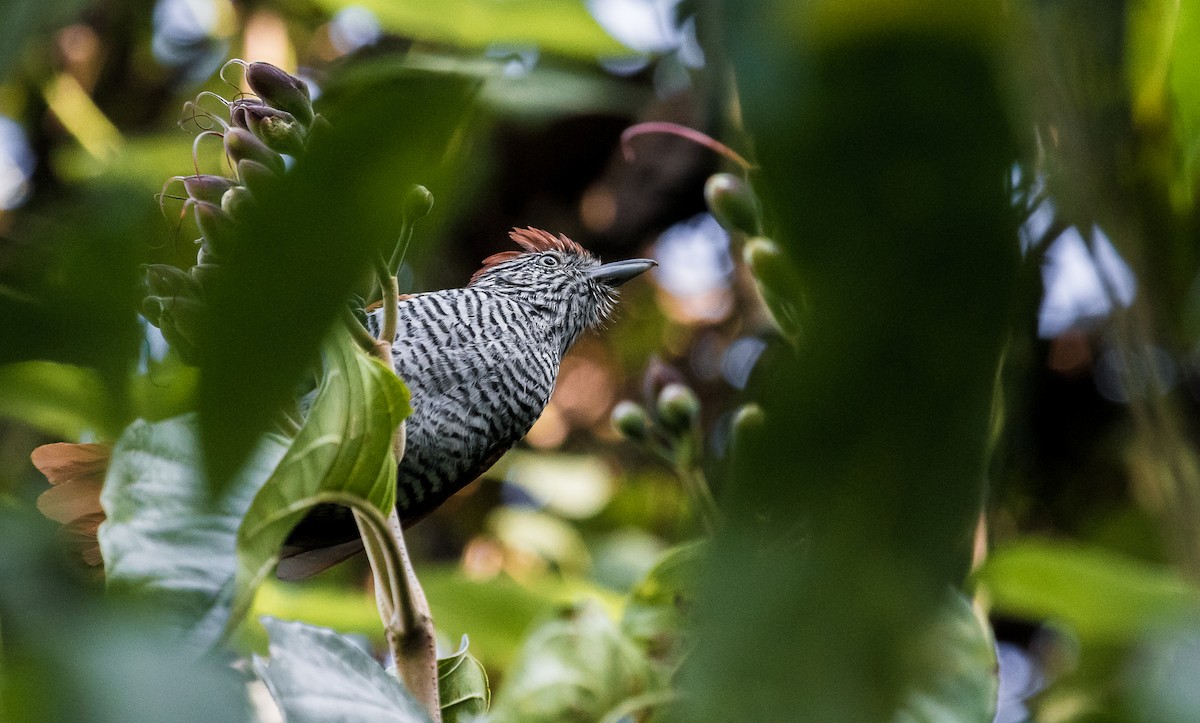 Bar-crested Antshrike - ML137186421