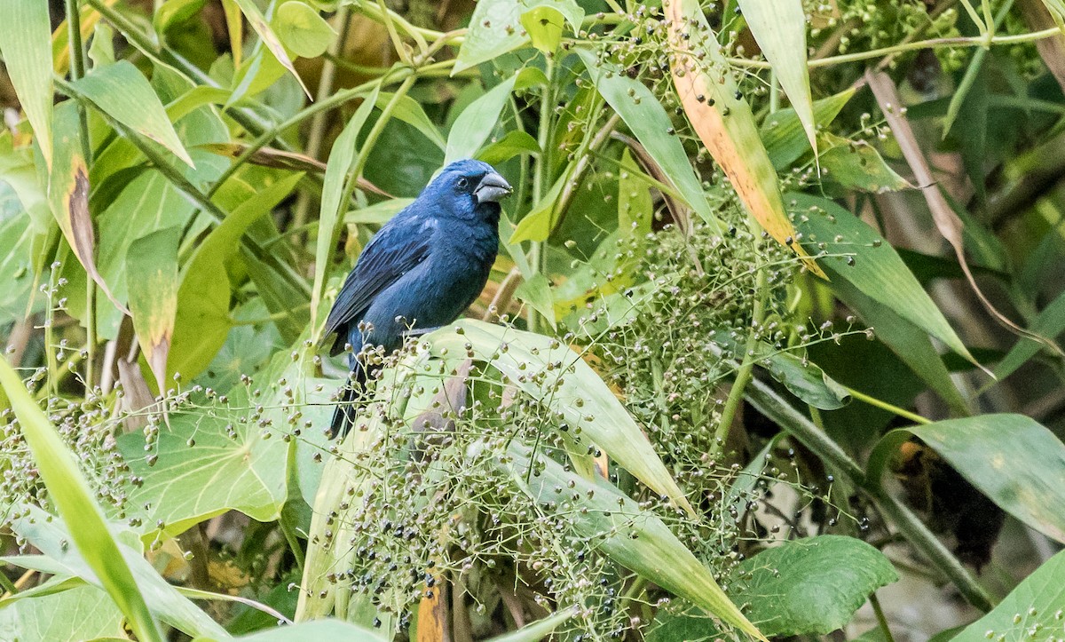 Ultramarine Grosbeak - ML137186551