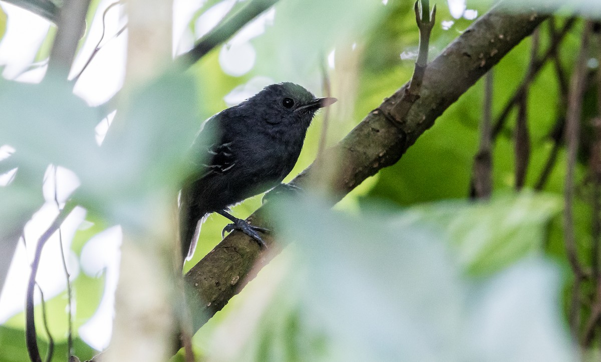 Parker's Antbird - ML137186561