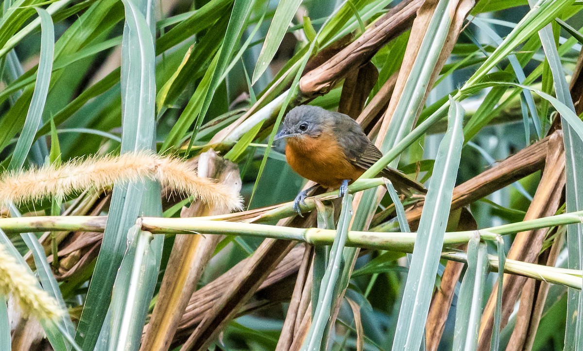 Parker's Antbird - David Monroy Rengifo