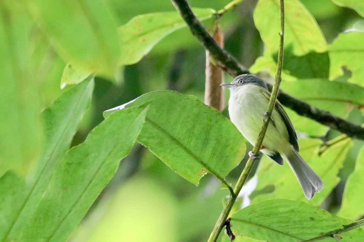 Yellow-olive Flatbill - ML137186801