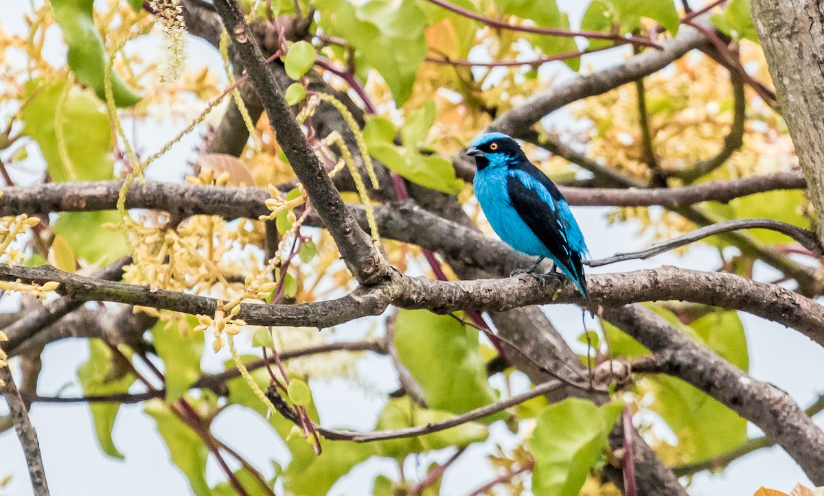 Turquoise Dacnis - ML137187141