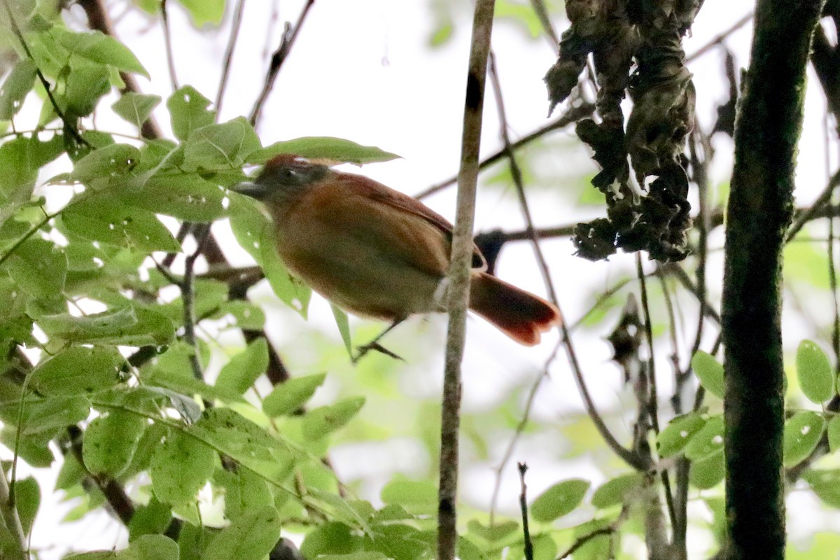 Barred Antshrike - Robbin Mallett