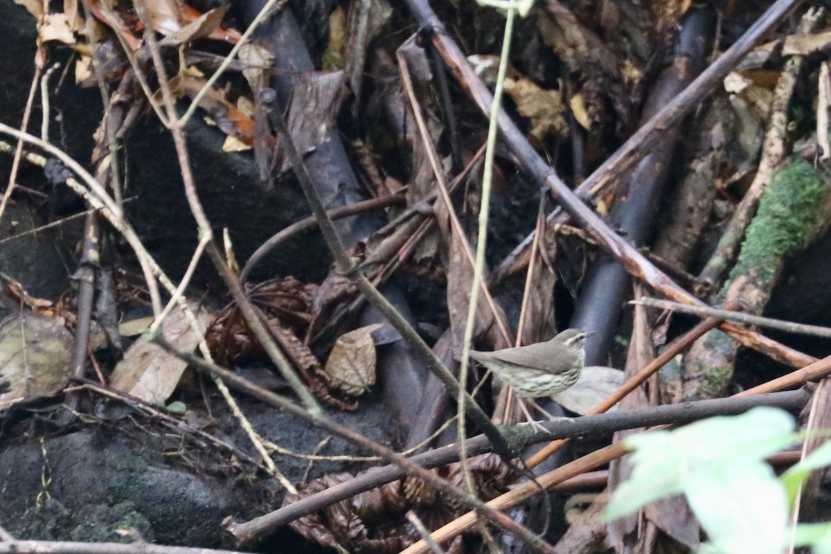 Northern Waterthrush - ML137188301