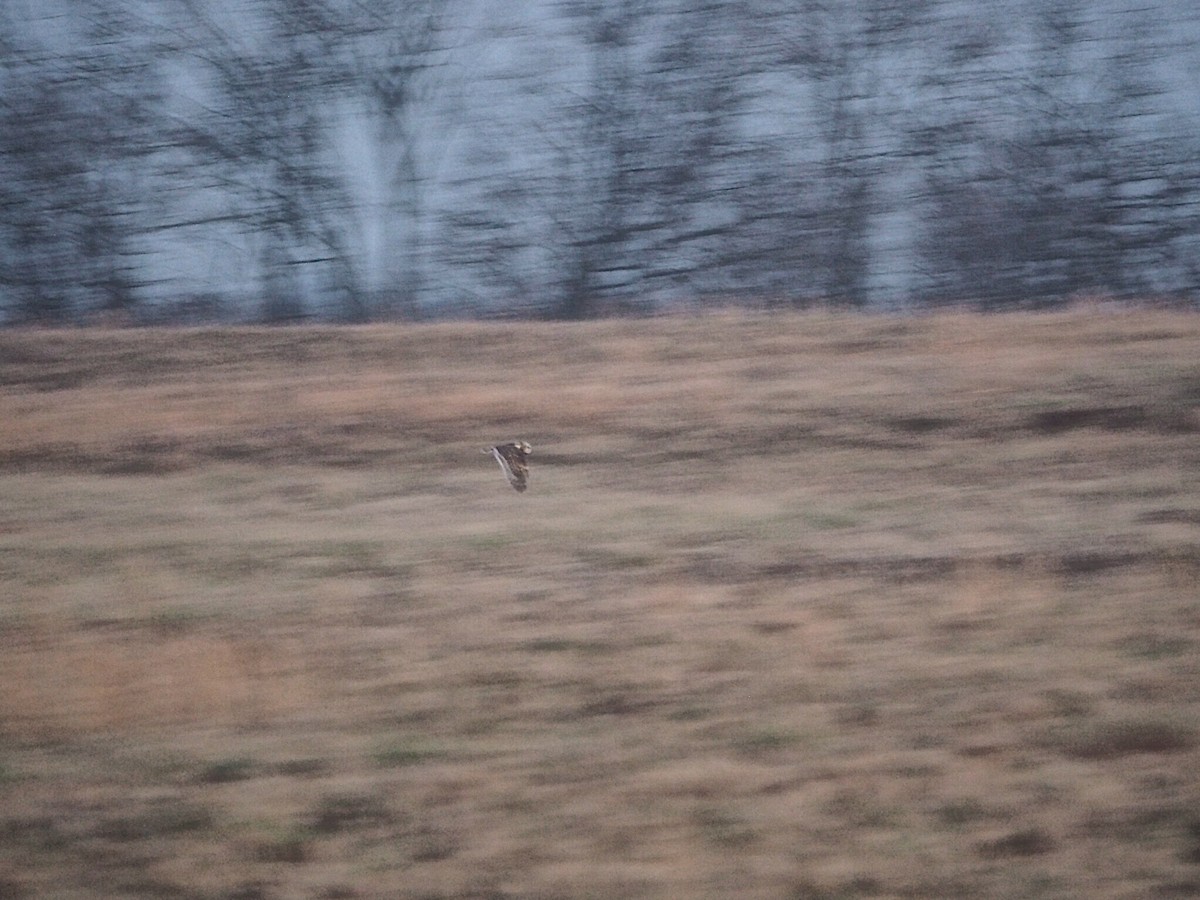 Short-eared Owl - ML137189281