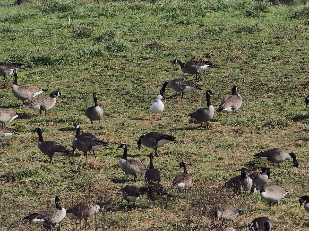 Ross's Goose - ML137189401