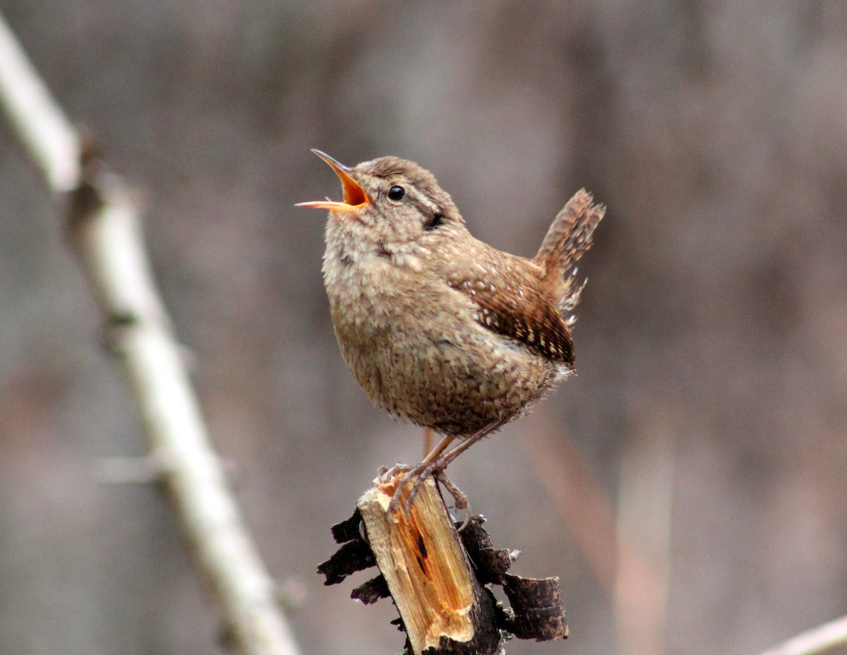 Winter Wren - ML137189651