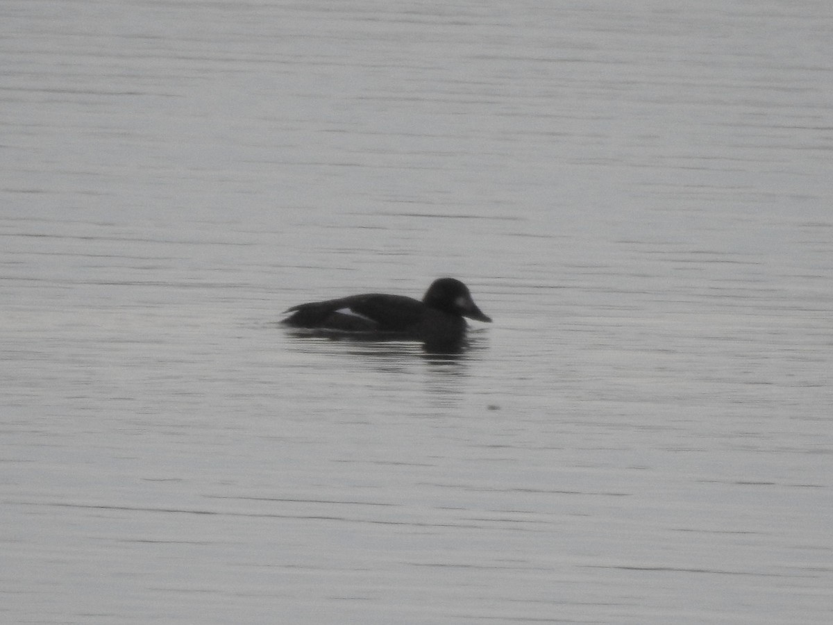 White-winged Scoter - ML137190111