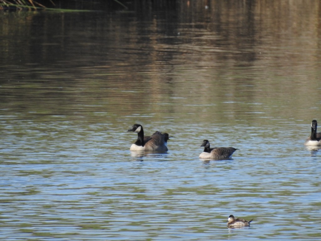 Cackling Goose - Aedyn Loefke