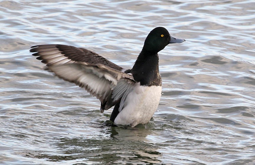 Greater Scaup - Mark Dennis