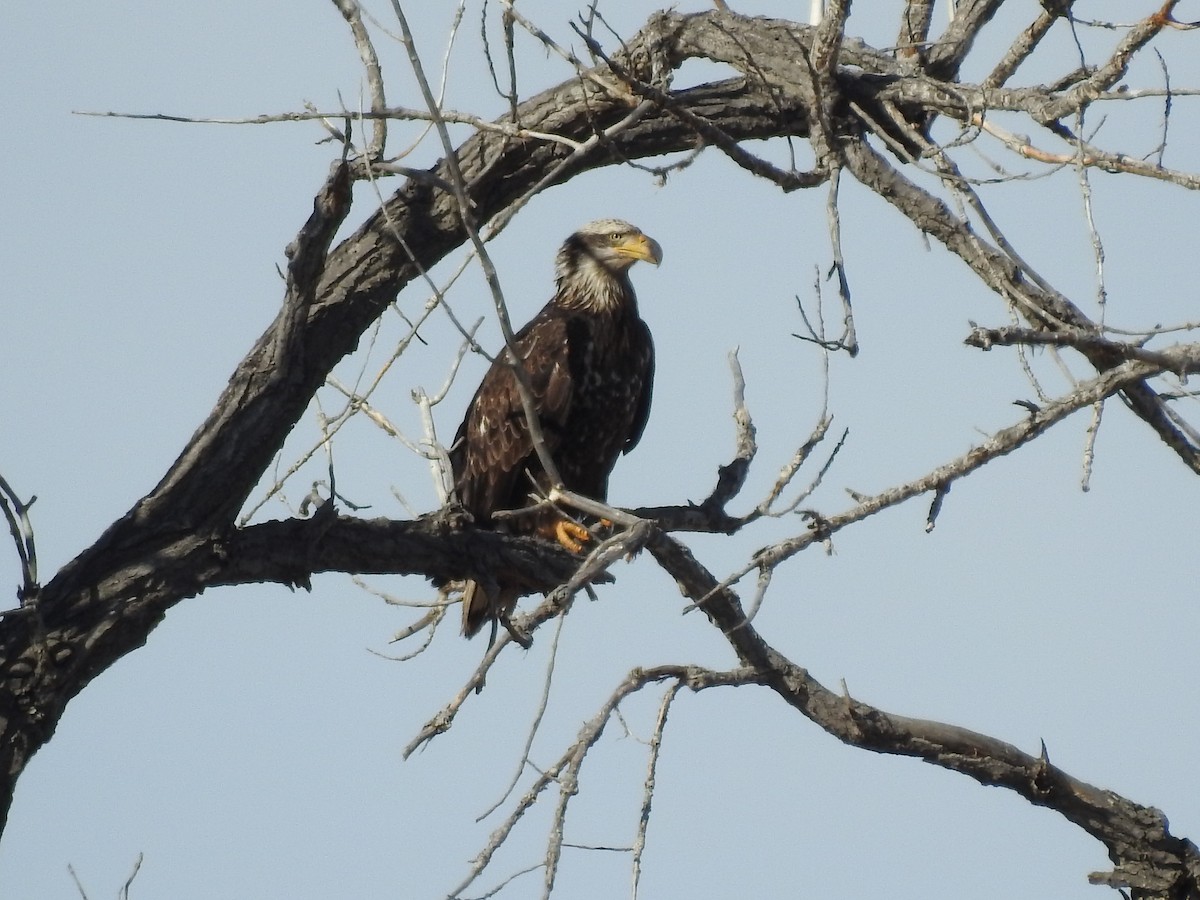 Bald Eagle - ML137192511