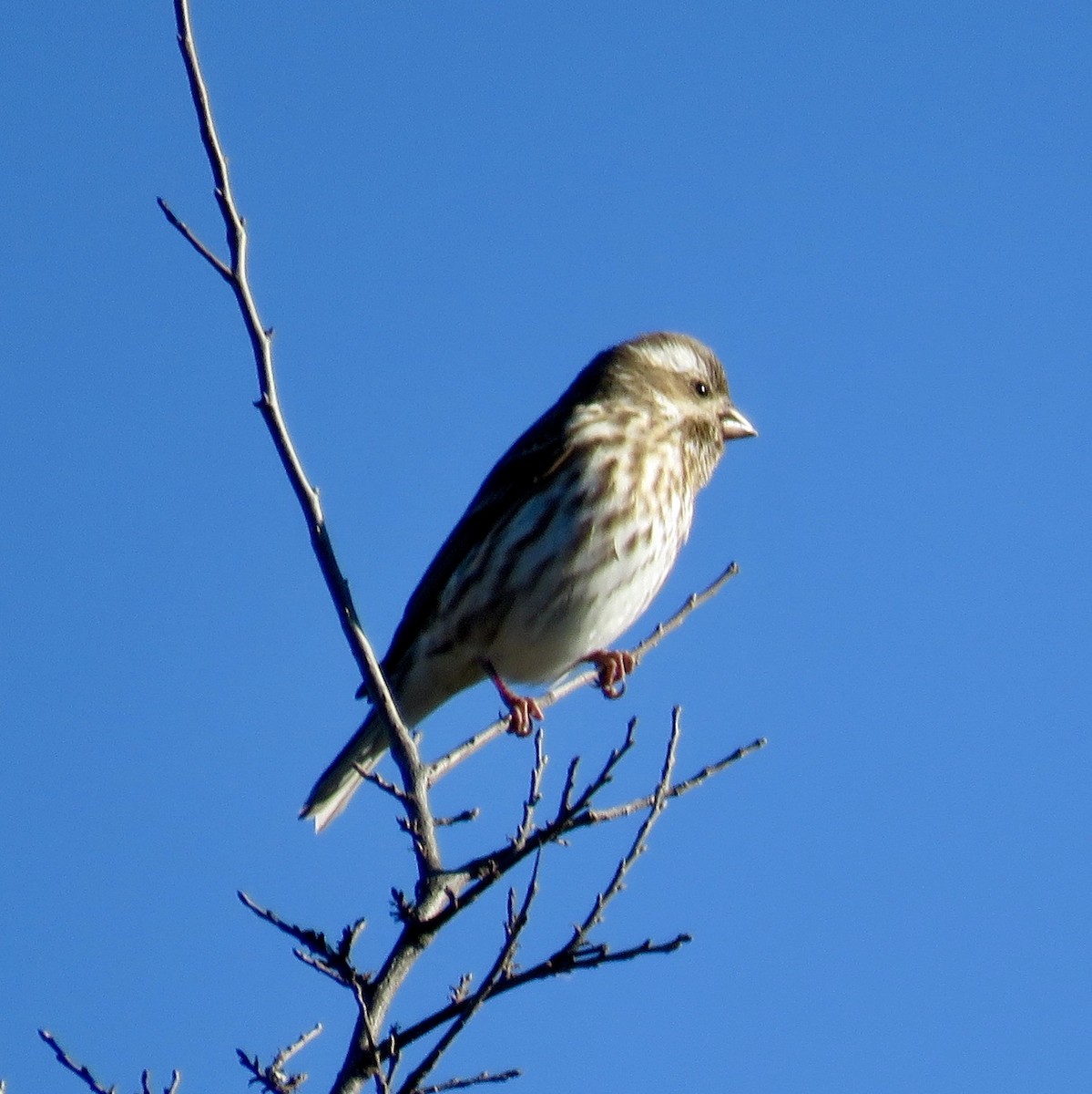 Purple Finch - ML137193721