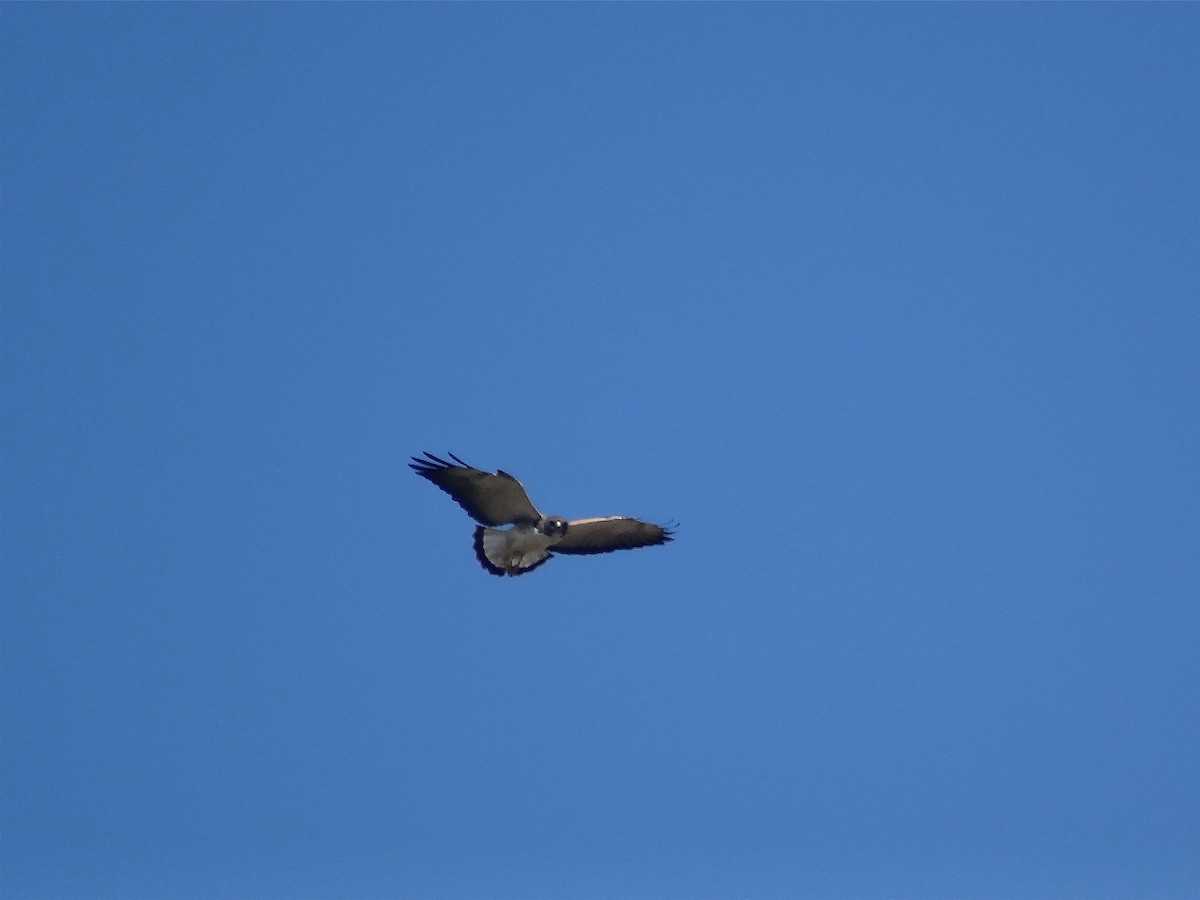 White-tailed Hawk - ML137195901