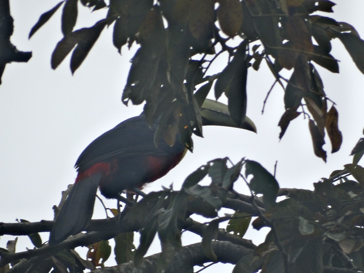 Red-breasted Toucan - ML137196021