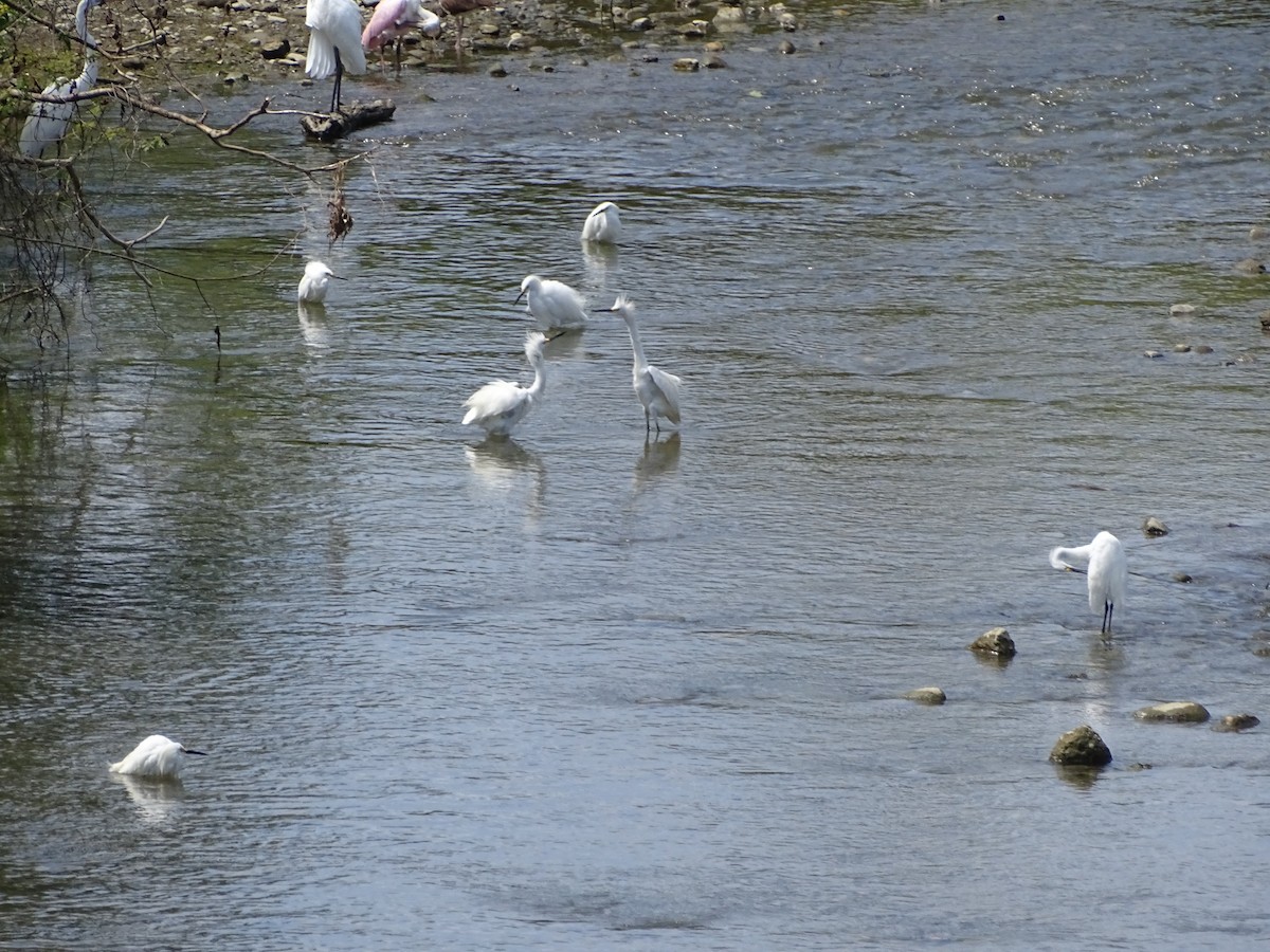 Snowy Egret - ML137196441