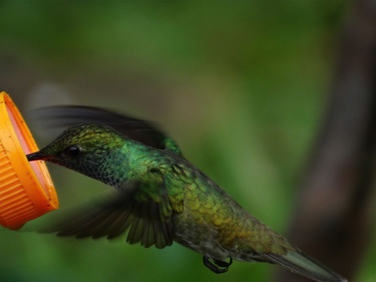 Glittering-bellied Emerald - ML137196511