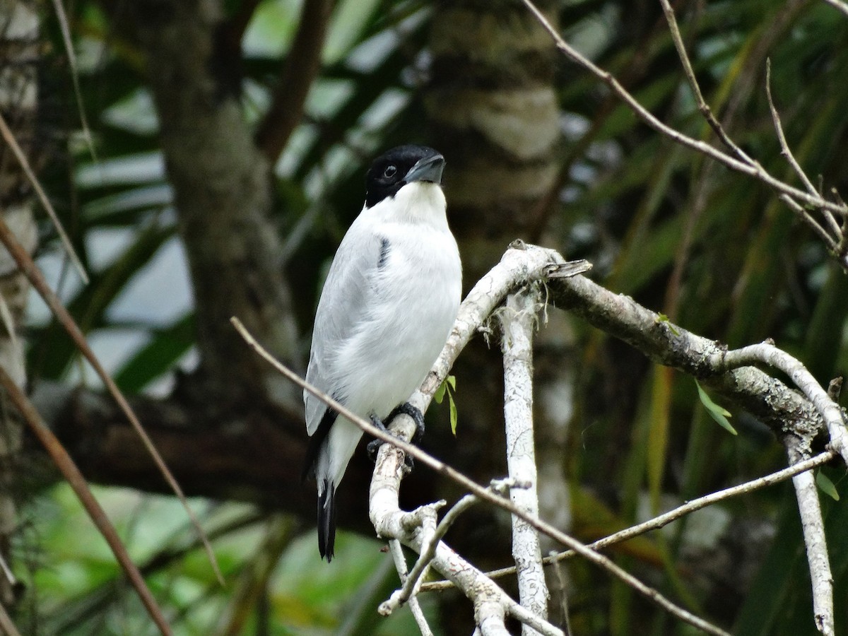 Black-crowned Tityra - ML137196561