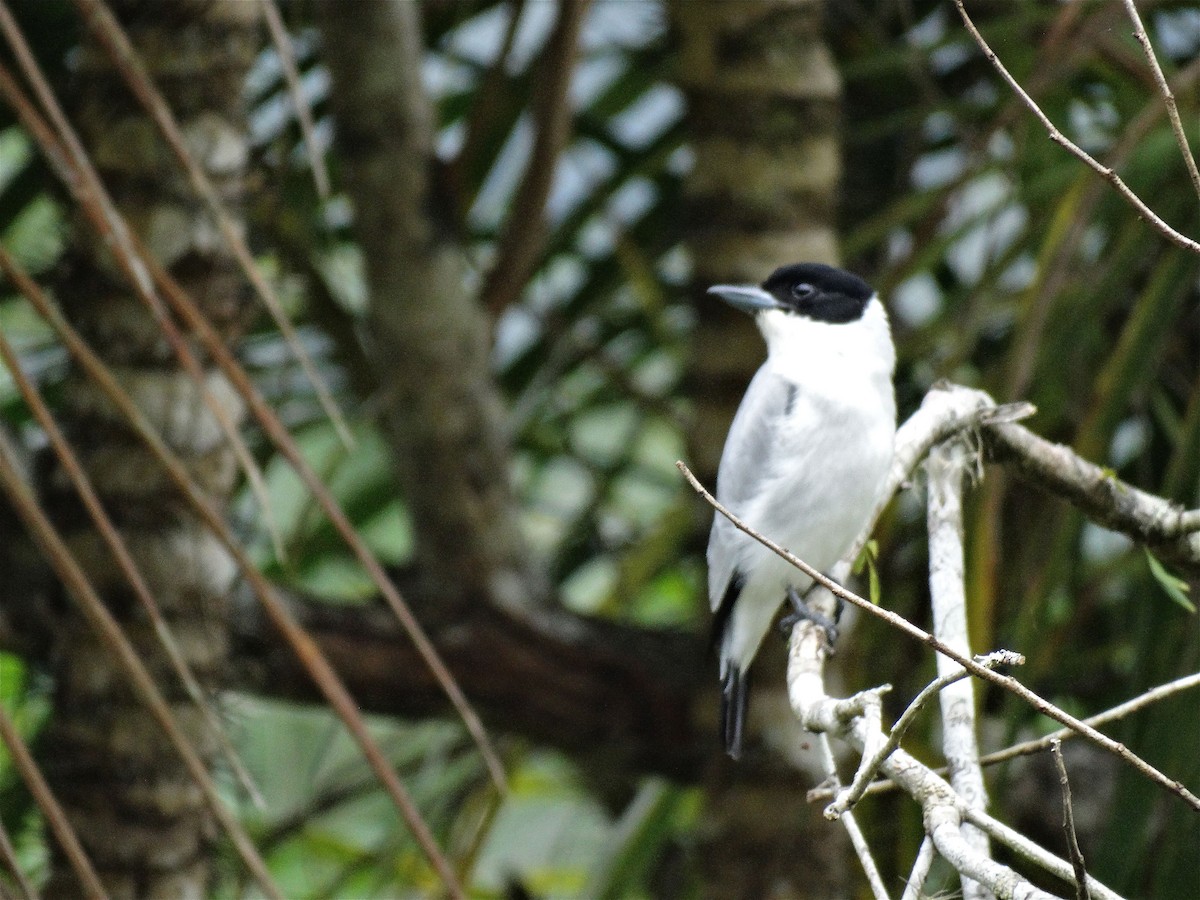 Black-crowned Tityra - ML137196581