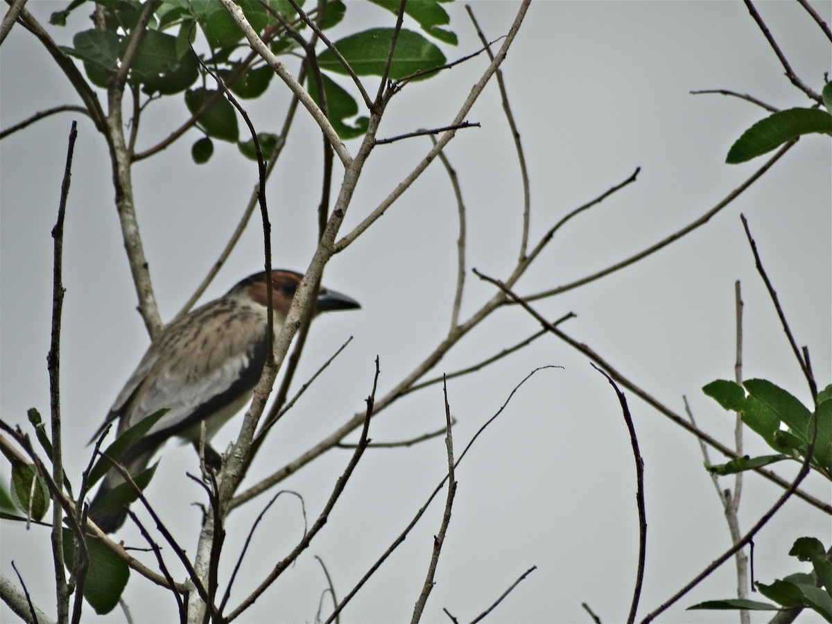 Black-crowned Tityra - ML137196631