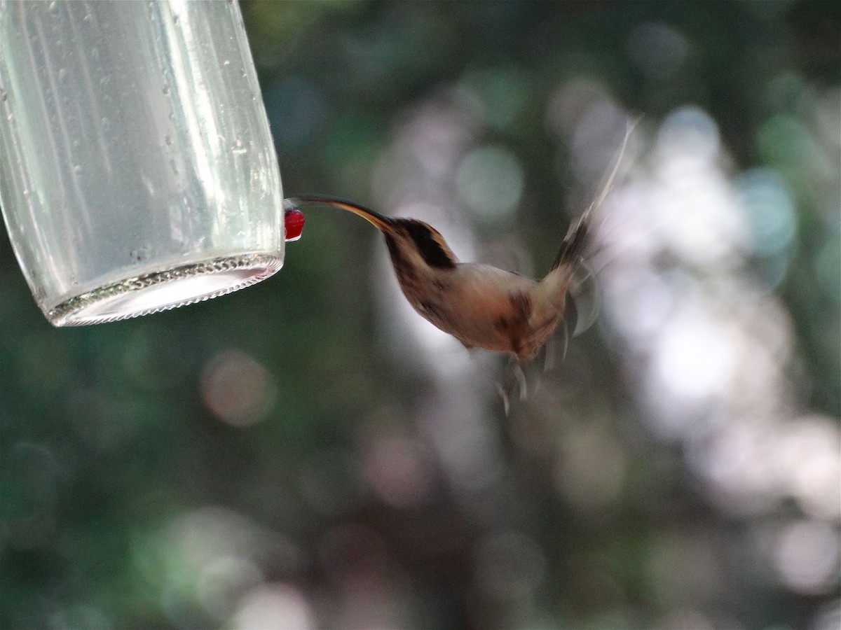 Dusky-throated Hermit - ML137196871